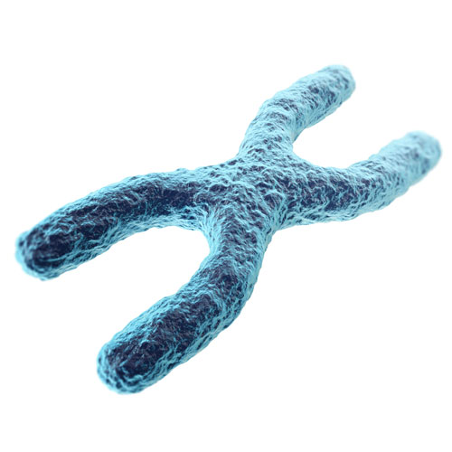 Chromosome X