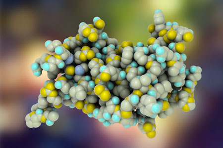 Modèle moléculaire de l'hormone de croissance humaine