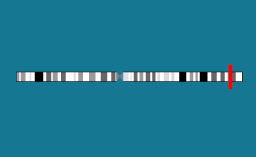 Gène CLCN2 sur le chromosome 3