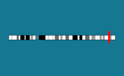 Gène DHX37 sur le chromosome 12