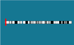 Gène FGFR3 sur le chromosome 4 - CC BY-SA 3.0