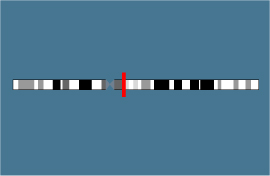 Mutation MEM1 sur le chromosome 11