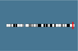 Gène SLC34A1 sur le chromosome 5