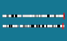 Gènes SLC34A1 et SLC34A3 sur les chromosomes 5 et 9
