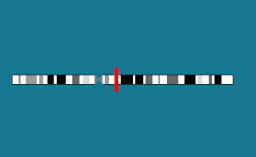Gène MCT8 sur le chromosome X