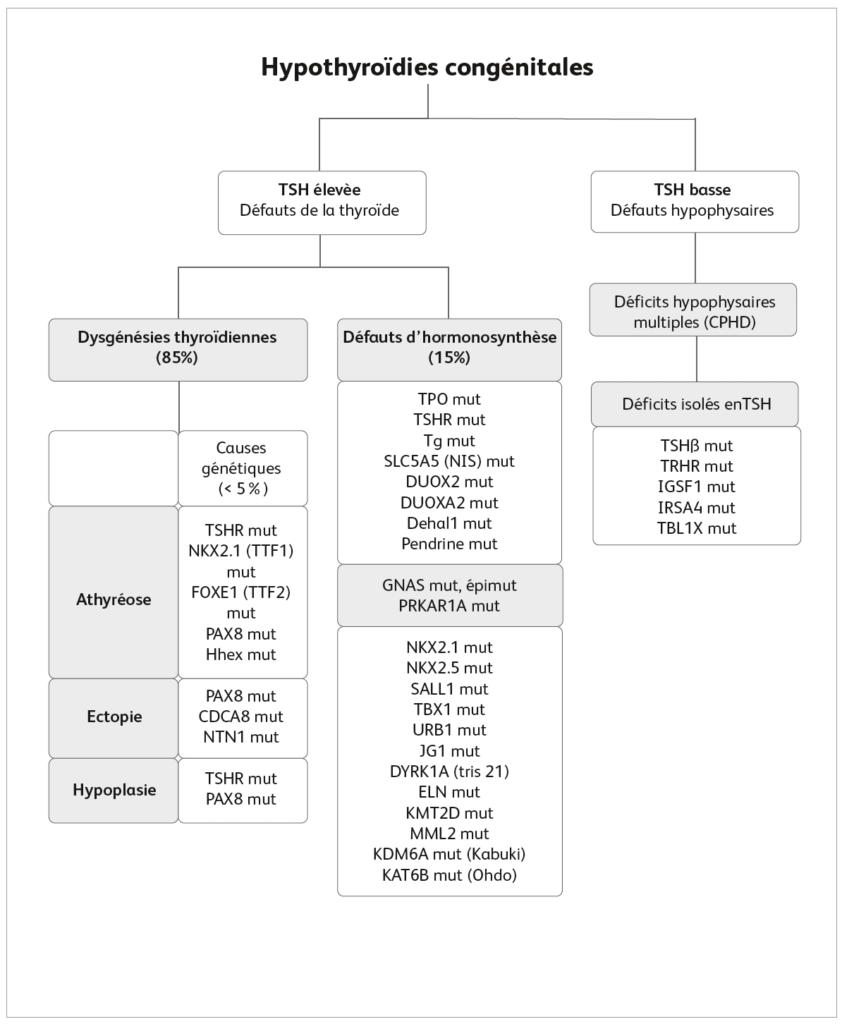 Hypothyroidies congenitales